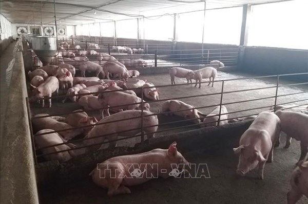 Giá heo hơi 19/11: Tiếp tục giảm sâu?