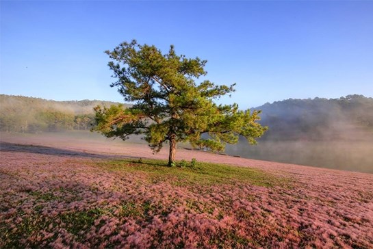 Trải nghiệm Mùa hội cỏ hồng Langbiang tại huyện Lạc Dương