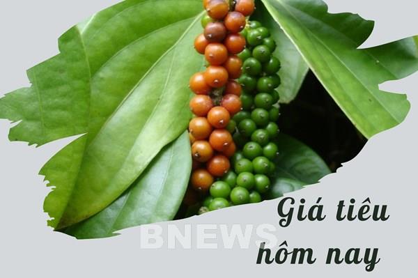 Giá tiêu hôm nay 21/11: Chuỗi đi ngang vẫn chưa thể ngừng