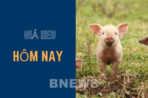 Giá heo hơi hôm nay 21/11: Duy trì ổn định trên cả ba miền