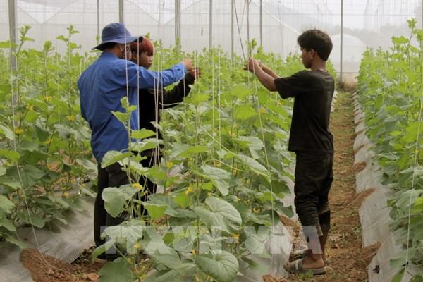 Mở hướng phát triển chuỗi giá trị cho sản phẩm OCOP