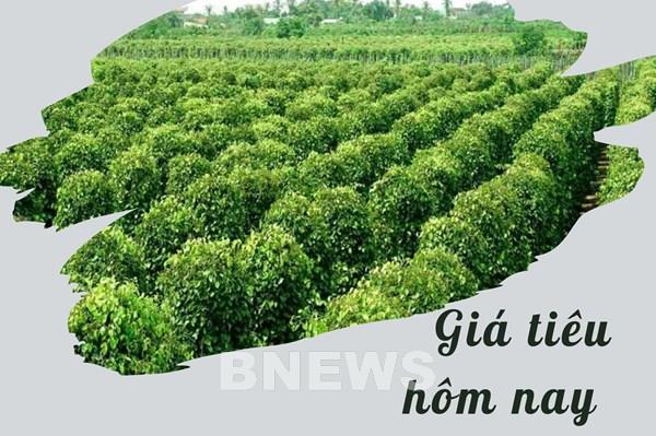 Giá tiêu hôm nay 22/11: Xu hướng đi ngang tiếp tục nối dài