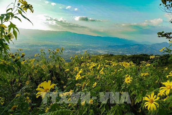 Hoa dã quỳ bung nở nơi núi rừng Điện Biên