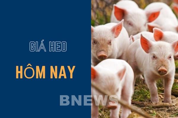 Giá heo hơi hôm nay 22/11: Tăng giảm không đồng nhất ở cả 3 miền