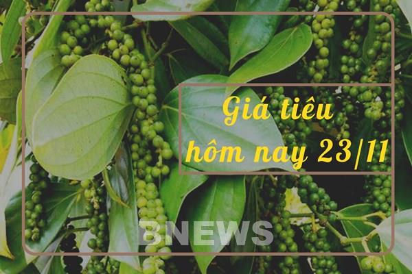 Giá tiêu hôm nay 23/11: Chuỗi đi ngang vẫn chưa thể dừng