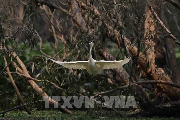 Rừng tràm Trà Sư nơi cư trú của nhiều loài chim