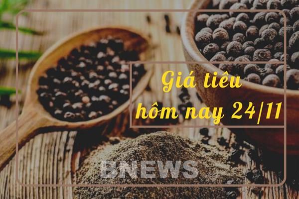 Giá tiêu hôm nay 24/11: Nhích nhẹ 500 đồng/kg tại các vùng trọng điểm