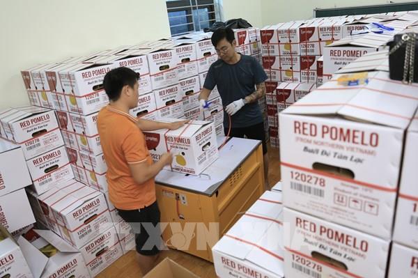 Xuất chuyến hàng bưởi đỏ Tân Lạc đầu tiên sang Anh