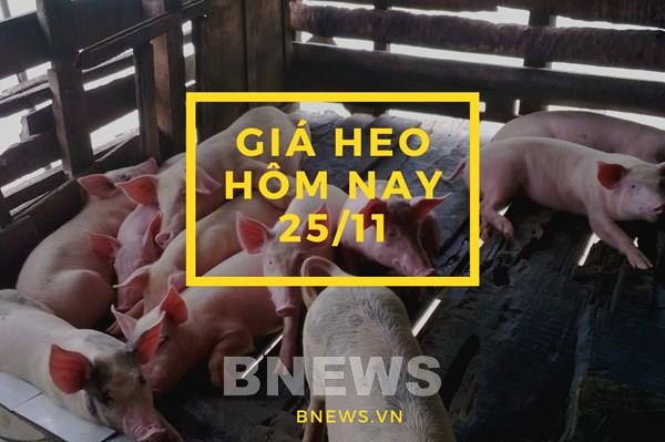 Giá heo hơi hôm nay 25/11: Giá thu mua đi ngang cả 3 miền