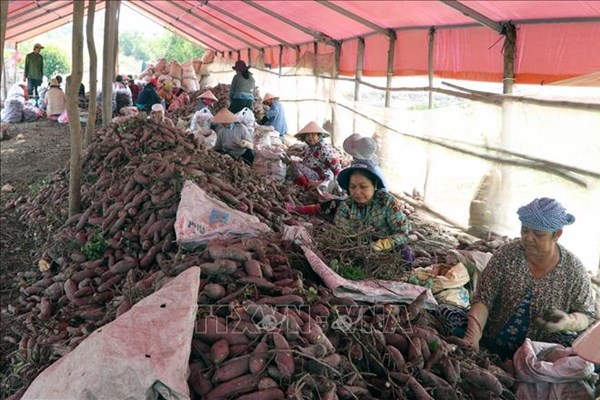 Những lưu ý khi xuất khẩu khoai lang sang Trung Quốc