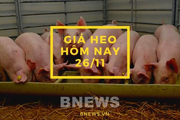 Giá heo hơi hôm nay 26/11: Giá thu mua vẫn ổn định trong khoảng 51.000 - 56.000 đồng/kg