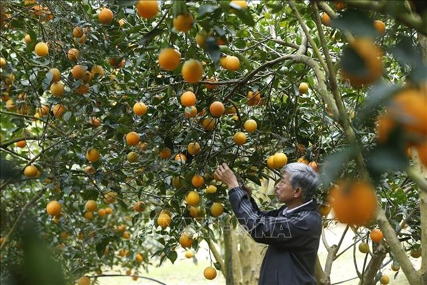  Hòa Bình: Kết nối, nâng cao giá trị cam Cao Phong cùng các nông sản chủ lực 