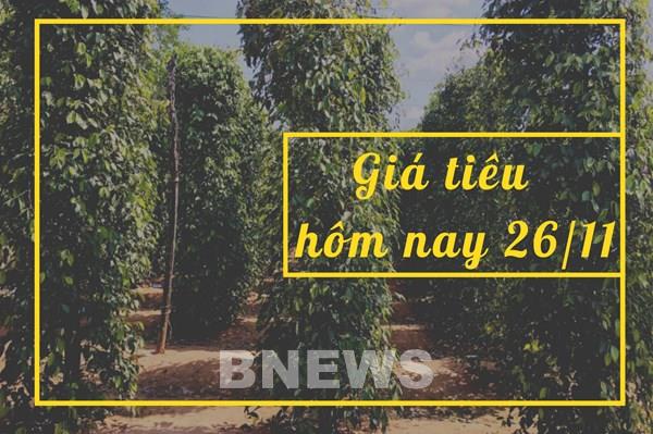 Giá tiêu hôm nay 26/11: Ổn định quanh mức 58.500 - 62.000 đ/kg