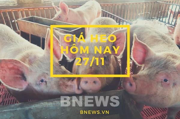 Giá heo hơi hôm nay 27/11: Tiếp tục đi ngang cả 3 miền