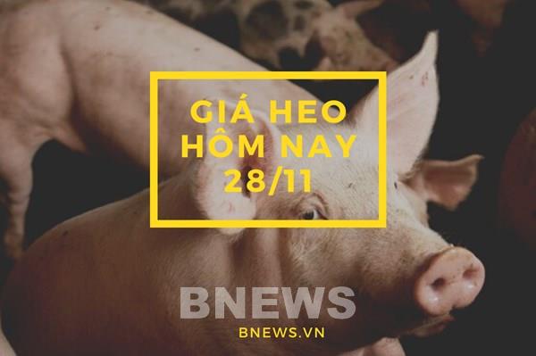 Giá heo hơi hôm nay 28/11: Trầm lắng ngày đầu tuần