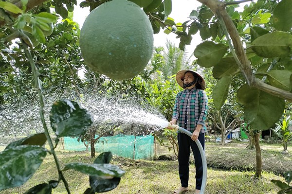 Hợp tác xã đổi mới sản phẩm để bắt nhịp thị trường xuất khẩu