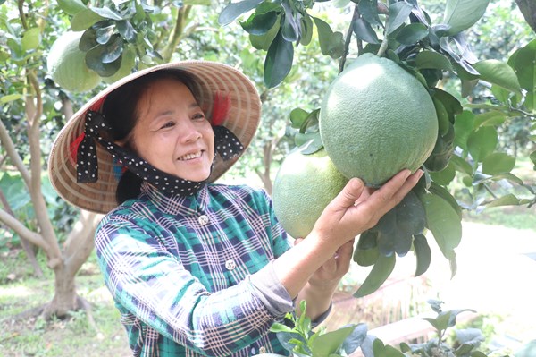 Bưởi da xanh Bến Tre - Bài cuối: Sẵn sàng vượt biển