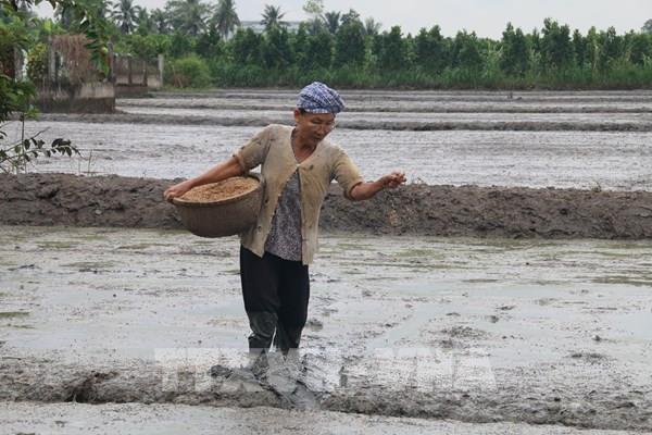 Tiền Giang xây dựng lịch thời vụ sản xuất theo hướng né hạn mặn