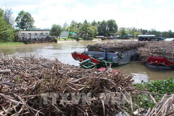 Nhà máy đường chậm vào vụ, nhiều ghe mía nằm chờ