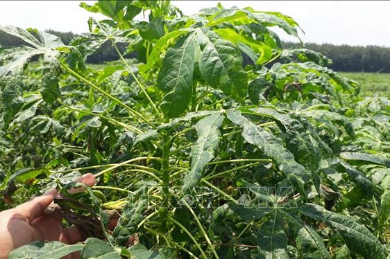 Bà Rịa-Vũng Tàu có hơn 2.240 ha sắn bị nhiễm bệnh khảm lá