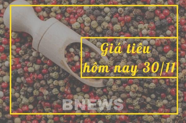 Giá tiêu hôm nay 30/11: Nhích nhẹ 500 đồng/kg