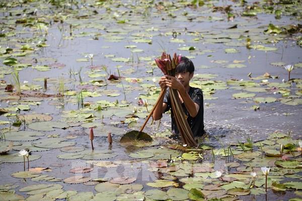 Mưu sinh ven sông Vàm Cỏ Đông khi mùa nước nổi