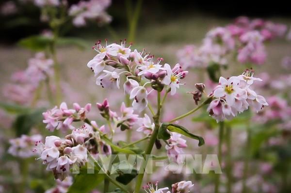 Quảng bá sâu rộng hình ảnh du lịch “Miền đá nở hoa”