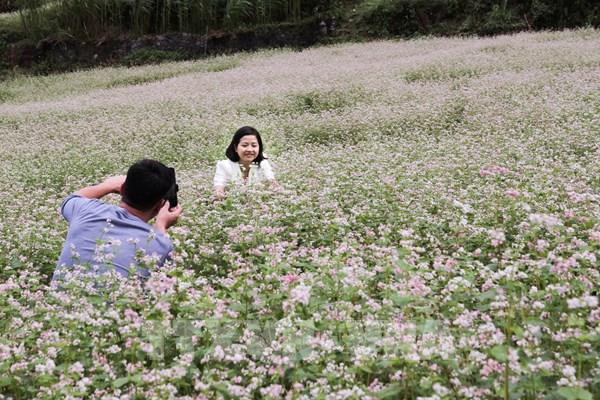 Mùa tam giác mạch trên cao nguyên đá Hà Giang