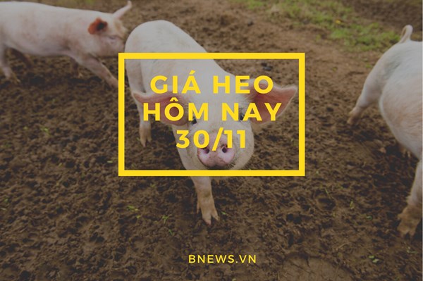 Giá heo hơi hôm nay 30/11: Chững lại, đi ngang trên diện rộng