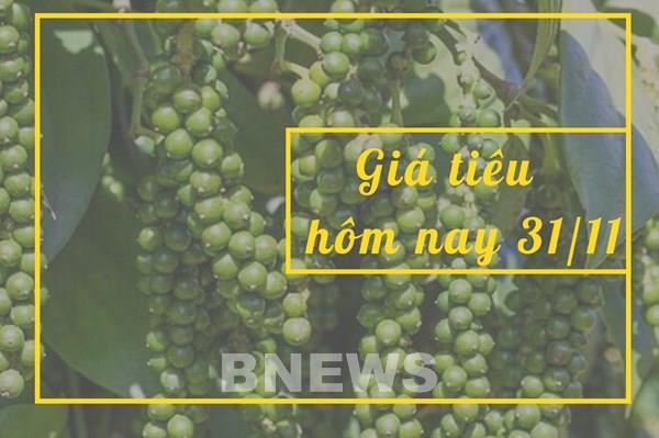 Giá tiêu hôm nay 1/12: Tiếp tục tăng lên hay chững lại?