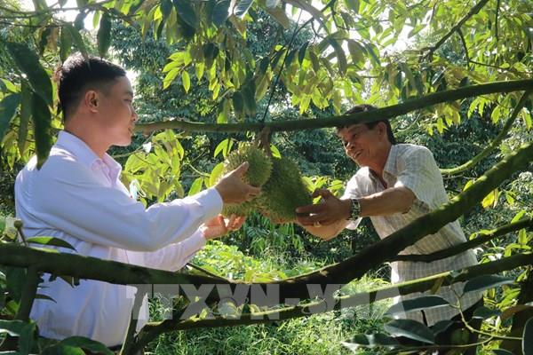 Sầu riêng nghịch vụ được mùa, trúng giá