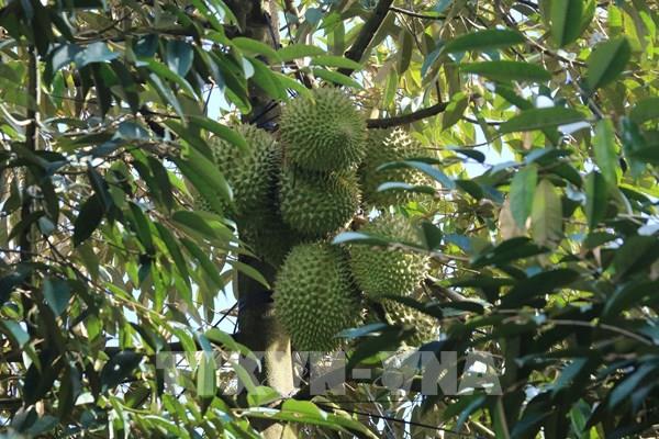 Sản lượng sầu riêng của Cần Thơ tăng gấp 2,5 lần