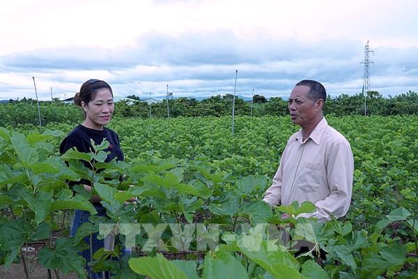 Trồng dâu nuôi tằm giúp nông dân thoát nghèo