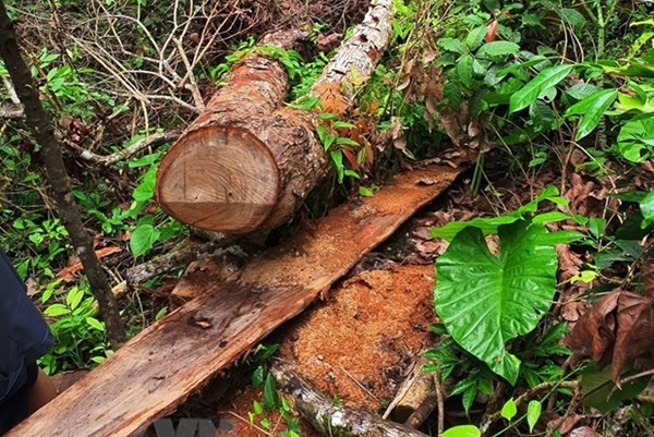 Lâm Đồng: Phát hiện 6 vụ vi phạm về lĩnh vực lâm nghiệp trong tháng 11/2022