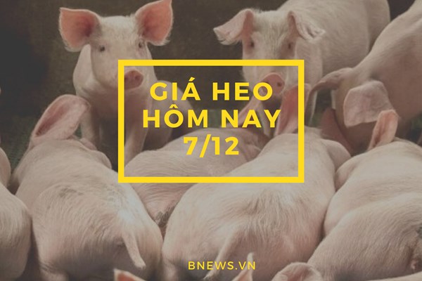 Giá heo hơi hôm nay 7/12: Đồng loạt đi xuống tại 3 miền