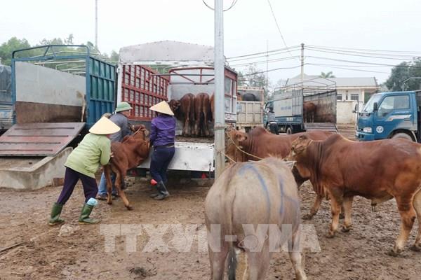 Ngăn chặn không để dịch bệnh nhiệt thán lây lan trên diện rộng