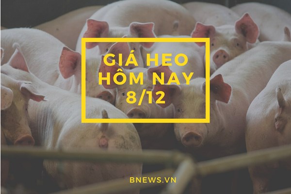 Giá heo hơi hôm nay 8/12: Giảm nhẹ ở một số tỉnh miền Nam