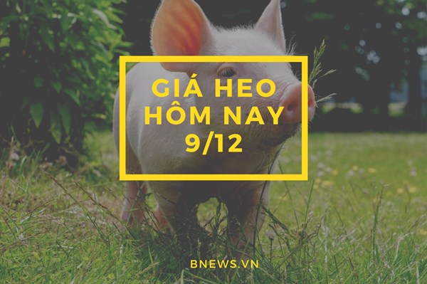 Giá heo hơi hôm nay 9/12: Giá thu mua nhích nhẹ 1.000 đồng/kg