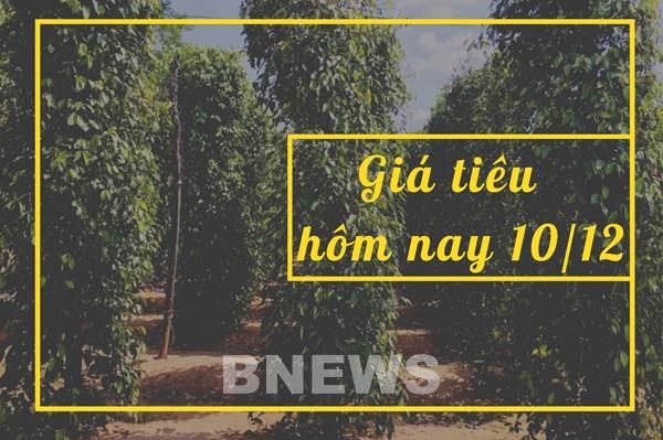 Giá tiêu hôm nay 10/12: Tiếp tục giảm hay chững lại?