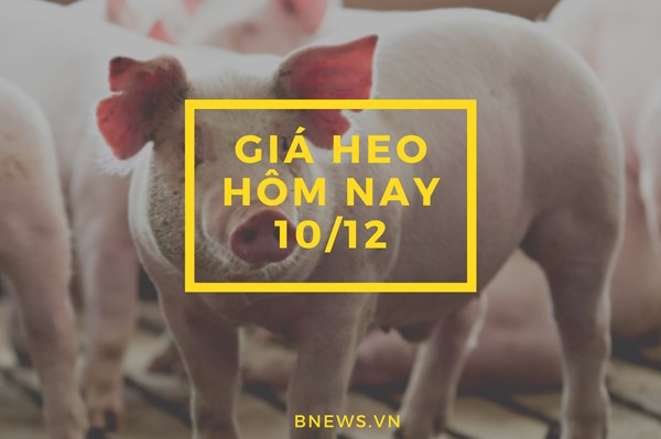 Giá heo hơi hôm nay 10/12: Giá thu mua vẫn dao động trong khoảng 50.000 - 55.000 đồng/kg?