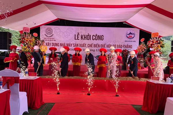 Xây dựng thêm một nhà máy chế biến quế hữu cơ tại Lào Cai