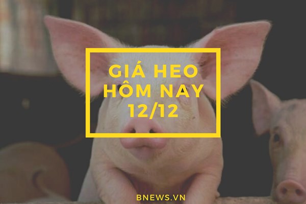 Giá heo hơi hôm nay 12/12: Chững lại diện rộng