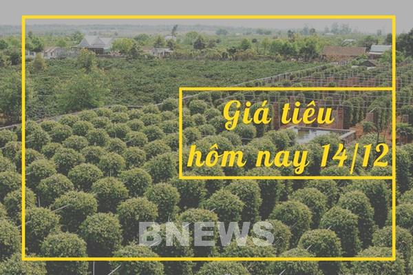 Giá tiêu hôm nay 14/12: Giảm nhẹ so với trước đó