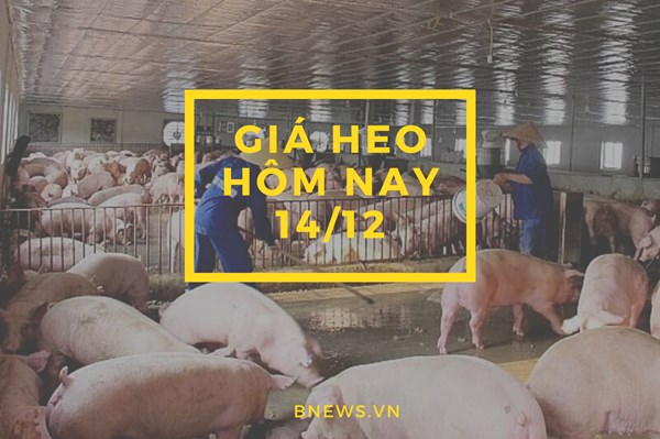 Giá heo hơi hôm nay 14/12: Biến động nhẹ ở cả 3 miền