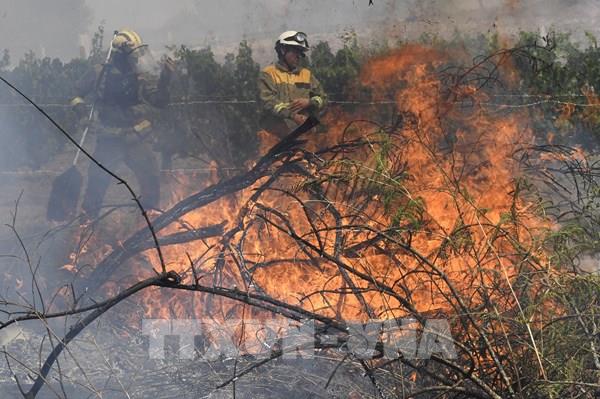 Diện tích rừng bị cháy tại EU trong năm tăng hơn gấp đôi 