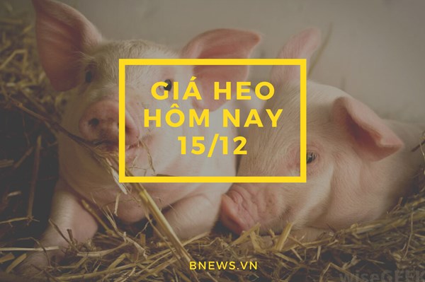 Giá heo hơi hôm nay 15/12: Giảm 1.000 - 2.000 đồng/kg