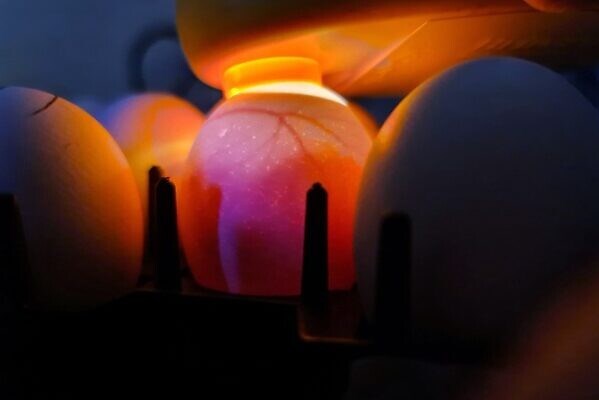 Israel đạt đột phá về công nghệ trứng gà chỉ nở ra gà mái