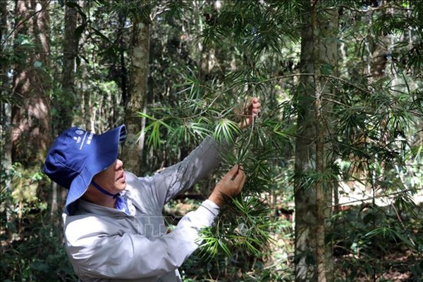 Tour du lịch leo núi khám phá cây thông cổ thụ quý hiếm nhất Việt Nam