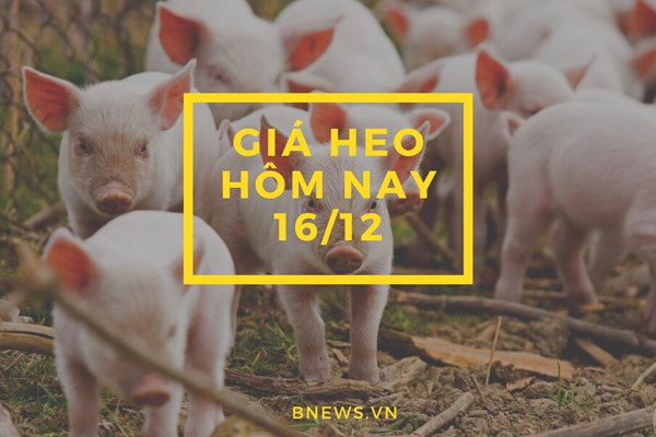 Giá heo hơi hôm nay 16/12: Lặng sóng ngày cuối tuần