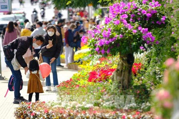 Ngàn hoa khoe sắc trước thềm khai mạc Festival hoa Đà Lạt